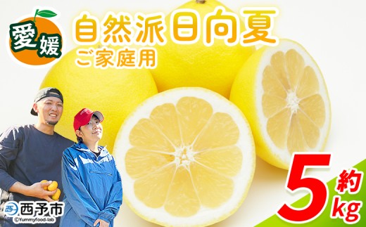 ＜自然派日向夏 ご家庭用 約5kg＞ 日向夏 みかん 蜜柑 旬 果物 フルーツ 柑橘 明浜 低農薬 ご家庭用 訳あり家庭用 国産 愛媛県産 送料無料 特産品 井上農園 愛媛県 西予市【常温】『2026年3月～4月迄に順次出荷』