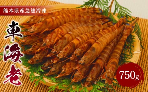 車海老 特殊冷凍 750g (27～39尾) 海老 刺身 熊本県産 急速冷凍 えび 冷凍