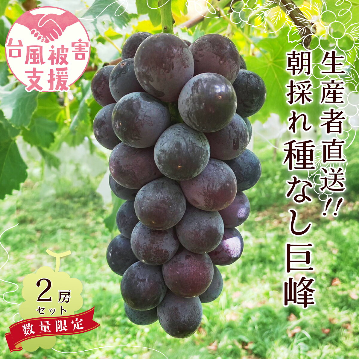 【ふるさと納税】ぶどう 巨峰 種なし 2房 農家支援 台風 災害 支援 先行予約 生産者直送 朝採れ｜ぶどう 巨峰 葡萄 種なし グレープ 果物 フルーツ 甘い おいしい 旬 農家直送 新規就農 甘い 限定 果樹 ギフト 人気 茨城県 常陸太田市