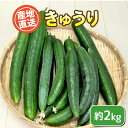 【ふるさと納税】 きゅうり 約 2kg 国産 野菜 キュウリ 胡瓜 新鮮 旬 サラダ 漬物 スープ 産地直送 期間限定 豊浦町 川棚 下関 山口