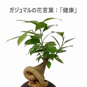 S060-085A_エコ・ポチ シリンダー　白 ガジュマル / 観葉植物 インテリア グリーン ガジュマル