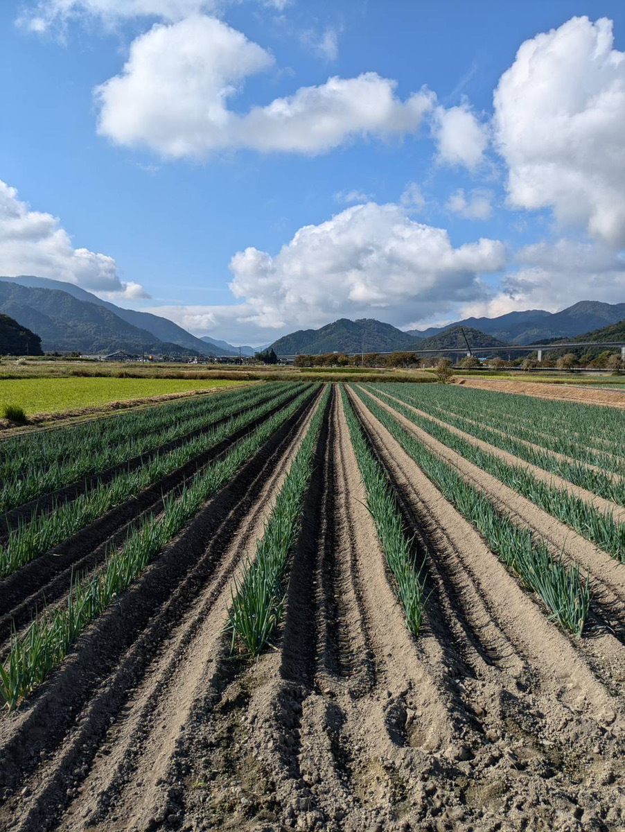 朝来市特産 岩津ねぎ 3kg (太さにより21～36本) MLサイズ混載 AS51AB57-3