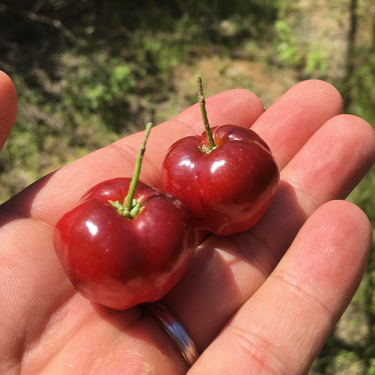 【2025年発送】熱帯果樹園小池さん家　お任せセット（竹） 126-2