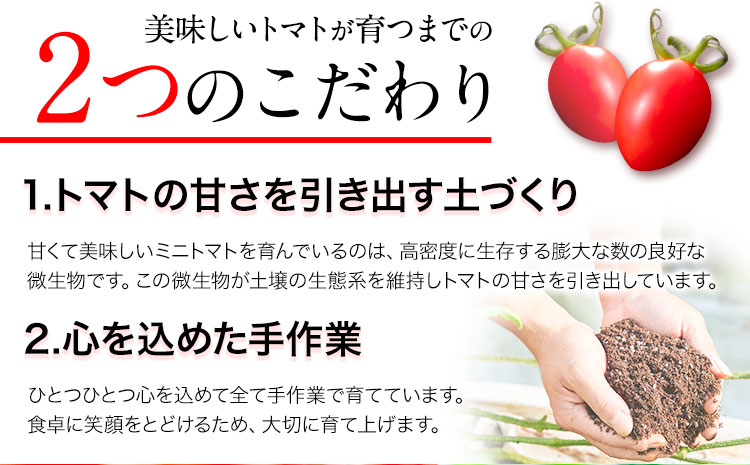 ZEPPIN TOMATO Okayama 1kg箱 (ZEPPIN EX) 平均糖度12度 甘い フルーツトマト トマト ミニトマト フルーツトマト トマト ミニトマト とまと 野菜 トマト ---