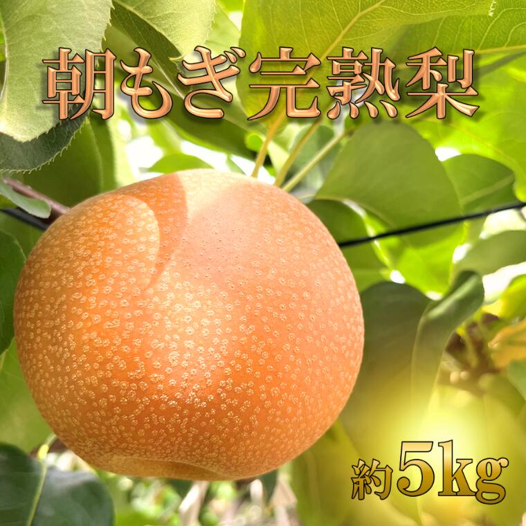【ふるさと納税】期間限定　朝もぎ完熟梨　豊水梨5kg（7～9個）