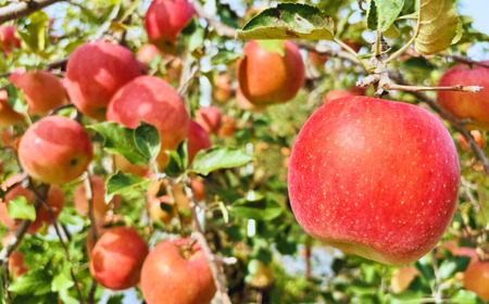 【先行予約】サンふじ 約3kg (6〜12玉）（2025年12月上旬から発送）りんご サンふじ 限定  直送 好評 (7-A41-1)