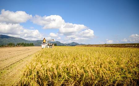 【2025年産新米】【12ヶ月定期便】10kg(10kg×1袋) 特栽魚沼産コシヒカリ |津南町 コシヒカリ 定期便