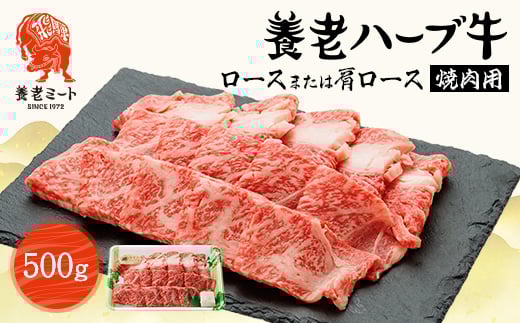 
養老ハーブ牛　ロースまたは肩ロース　焼肉用　500g【1273633】
