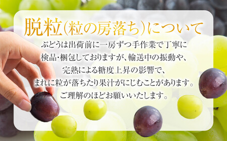 有田産 巨峰 約 3kg 有田 巨峰村 森下農園 ぶどう 送料無料 フルーツ