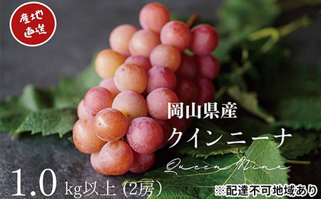 厳選 クイーンニーナ 2房 合計1.0kg以上 産地直送 朝採れ ぶどう 葡萄 Kawahara green Farm 岡山県産 2026年 果物 フルーツ 岡山のブドウ デザート 食べ物 国産 日本