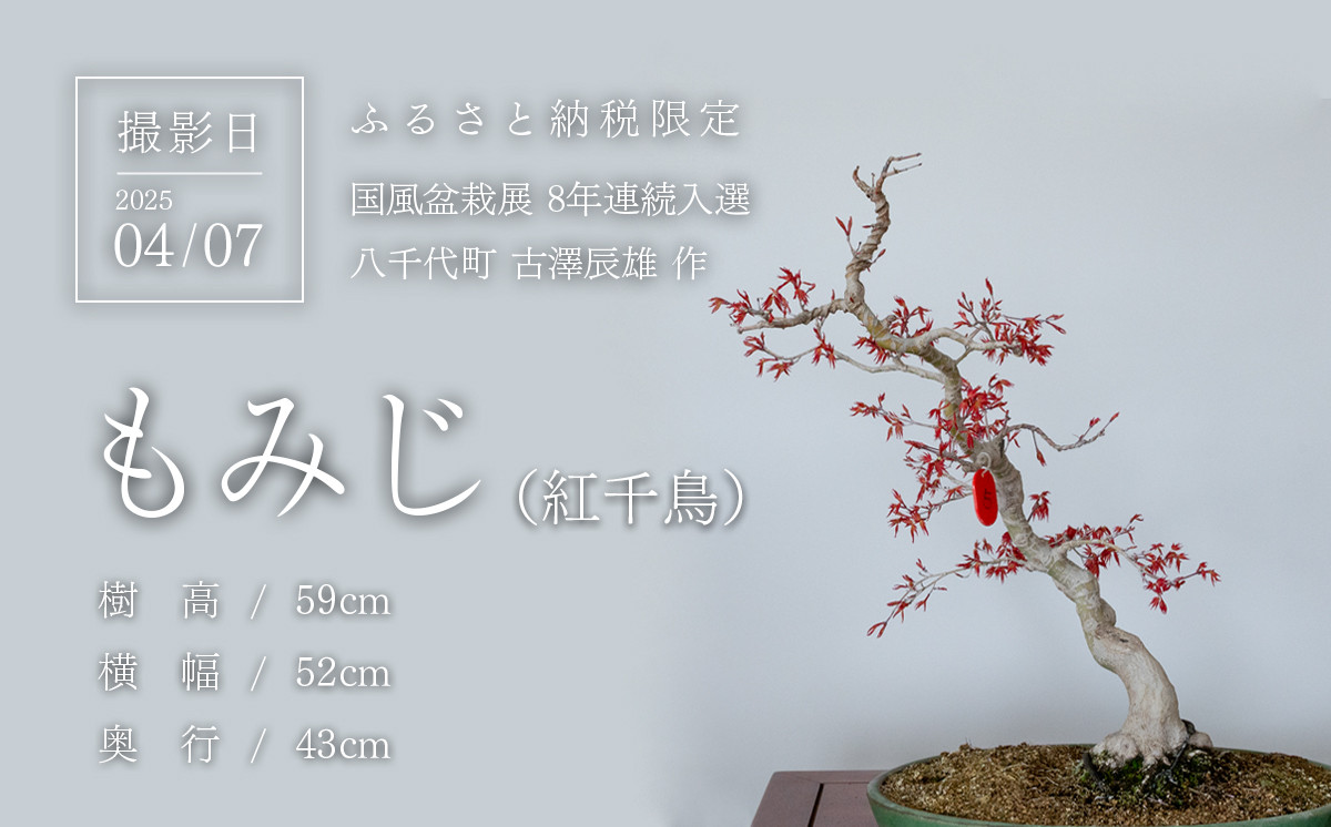 春の芽吹きを迎えた盆栽を撮影
(撮影日：2025/04/07)