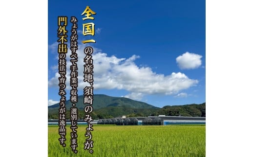 秀品 すさきのみょうが 1kg 生産量日本一 産地直送 かつおのたたき 薬味 高知県 高知 須崎 須崎市 すさき みょうが 茗荷 かつおたたき 藁焼き鰹  ぽん酢 玉ねぎ ねぎ しょうが 甘酢漬け 酢