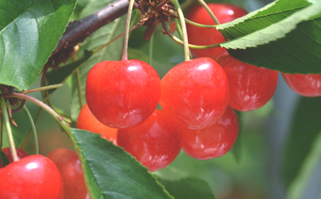 先行予約 全3回 フルーツ定期便 さくらんぼ 佐藤錦 尾花沢すいか シャインマスカット 2026年産 山形 東北 国産 送料無料 ※沖縄・離島への配送不可 ja-ft3cx-b-sm