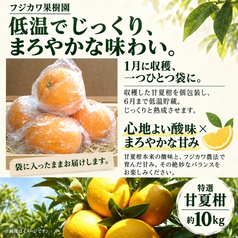 甘夏柑 低温貯蔵 約10kg みかん 香川県産 国産 柑橘 フリーサイズ M～L フジカワ果樹園 藤川果樹園 果実 中晩柑 柑橘類 フルーツ 果物 くだもの 蜜柑 ミカン マーマレード ギフト 贈り物