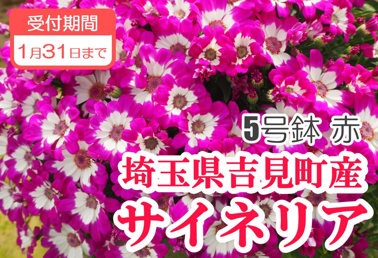 
            サイネリア　５号（１５ｃｍ鉢）　【赤】
          