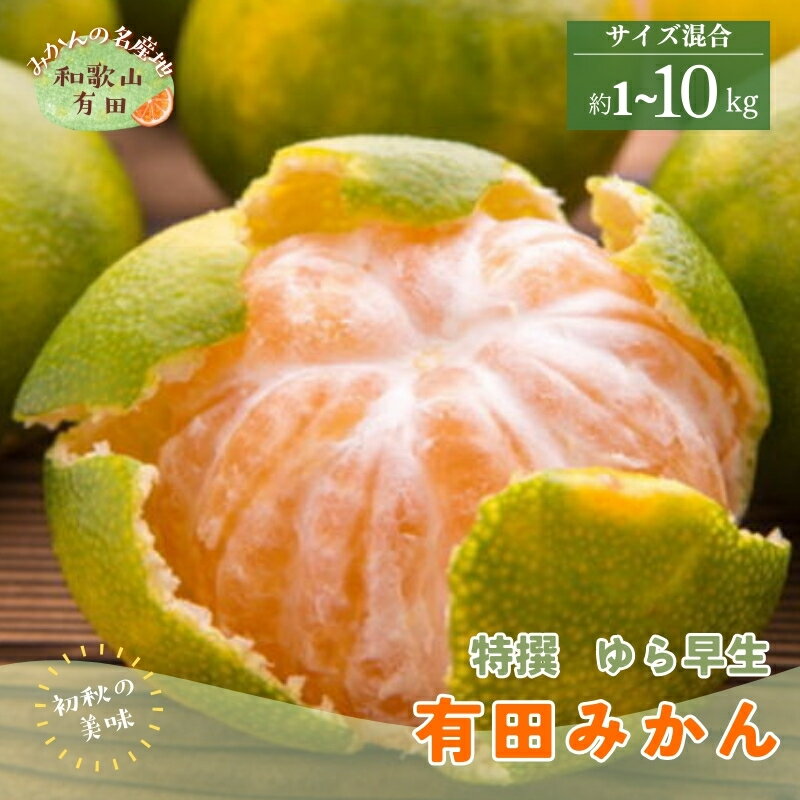【ふるさと納税】特選　ゆら早生有田みかん　 ＼容量が選べる／ 約1kg ～ 10kg【2026年10月中旬～11月上旬頃に順次発送予定】