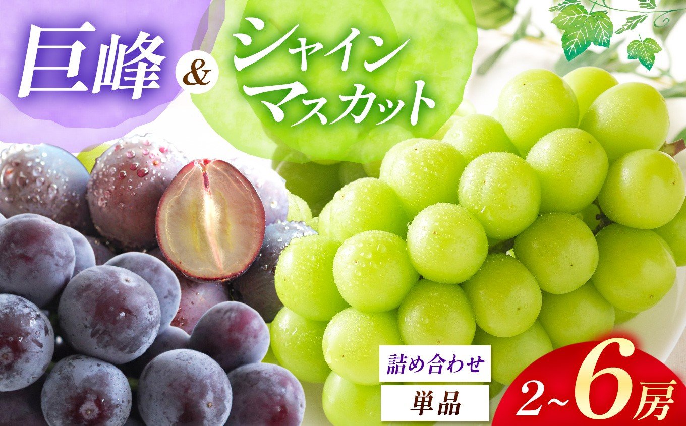 
            【先行予約】選べる種類！ シャインマスカット / 巨峰 / ブドウ 詰め合わせ | 数量限定 新鮮 産地直送 ぶどう 葡萄 シャイン マスカット 果物 くだもの フルーツ 大分県産 九州産 国産 大分県 中津市
          