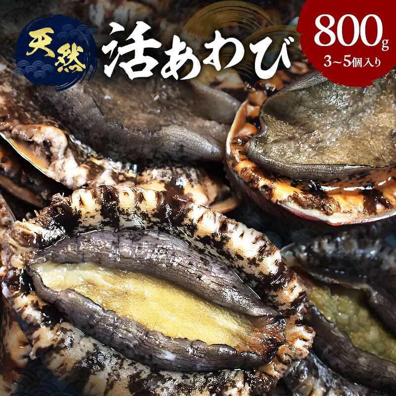 【ふるさと納税】天然 活 あわび 3～5個入り 刺身 黒あわび 赤あわび 貝 冷蔵配送 兵庫県 洲本市 淡路島