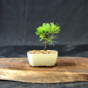 赤石の泉 赤石五葉松（鉢植え） F-155