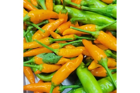 久美浜産　柚子唐辛子セット　3個