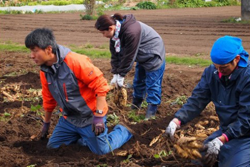 kamosの星芋（平干し400g×3）紅はるか 1.2kg 干し芋 干しいも 国産 紅はるか べにはるか さつまいも サツマイモ おやつ お菓子 和菓子 和スイーツ ほしいも ほし芋 柔らかい ダイエ