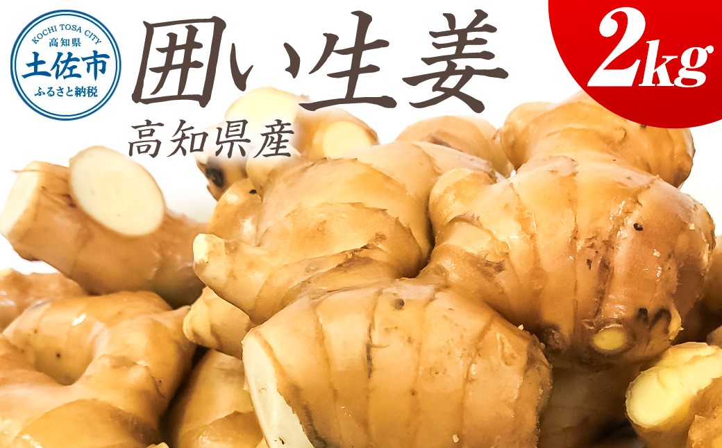
                  囲生姜 約2kg 生姜 しょうが 高知県産 ジンジャー 薬味 調味料 高知 土佐 高知県 土佐市【JA高知県】[BQCF007]
                