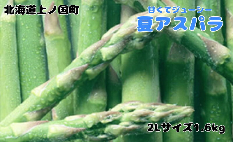 【ふるさと納税】【2026年夏発送】寅福菜園の朝採り夏アスパラ　2L（1.6kg）　朝採れ　農家直送　新鮮　グリーンアスパラ　夏野菜　旬野菜　シャキシャキ　とれたて　北海道産