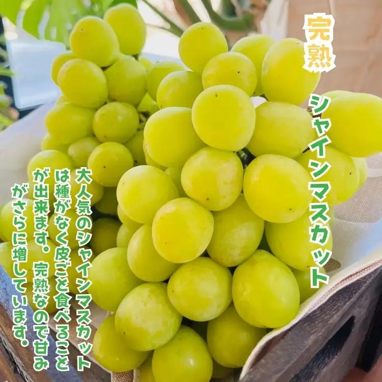［先行予約・2026年発送］朝採れ完熟シャインマスカットと和梨 大人気セット 約2kg