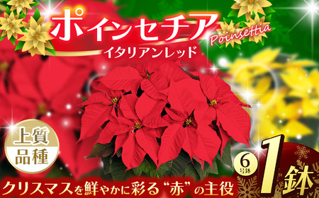 ポインセチア イタリアンレッド（6号鉢） | 栃木県 下野市