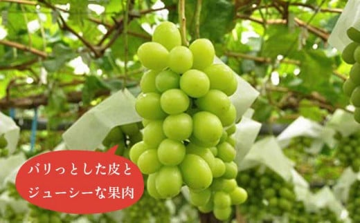 さわやかな緑色の果皮が特徴のシャインマスカットは、口に含んだ瞬間、マスカット独特の心地よい香りが広がります。