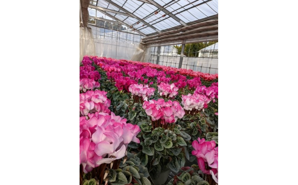 シクラメン 5号鉢 ｜シクラメン 花 生花 鉢植え ギフト プレゼント 贈り物 記念日 イベント クリスマス 季節限定 イッセイ花園 栃木県 日光市