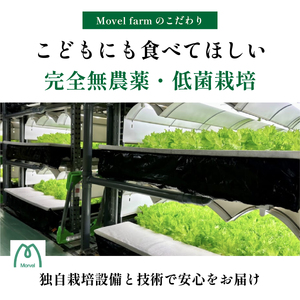 無農薬 レタス (2種類1.3kg) 無農薬野菜 MBF001
