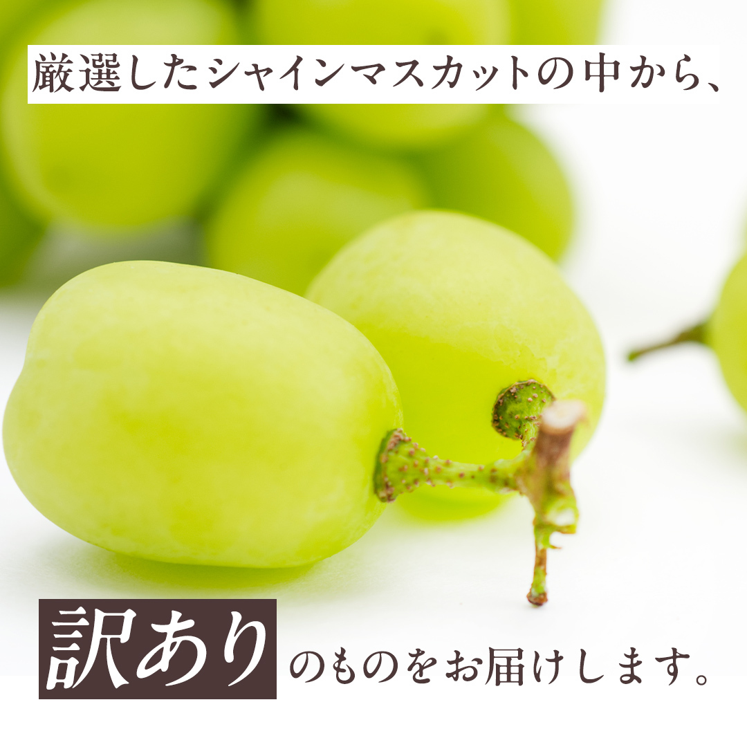 【2026年9月より発送開始】【 訳あり 】 シャインマスカット 4房相当（約1.6kg）  田舎の頑固おやじが厳選！（茨城県共通返礼品 [ぶどう]：結城市産） 果物 フルーツ 不揃い わけあり 家庭