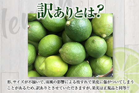 訳あり 数量限定 グリーンレモン りのか 計10kg以上 期間限定 フルーツ 果物 くだもの 柑橘 レモン 檸檬 レモンティ レモネード 国産 食品 デザート スイーツ 人気 おすすめ ご家庭用 訳ア