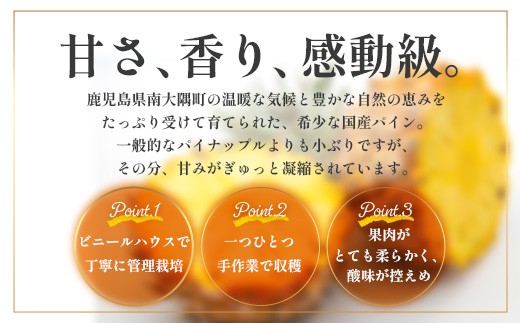 【2027年先行予約・数量限定】パイナップル/ボゴール種 (約800g×4玉)  DS-4｜鹿児島県 南大隅町