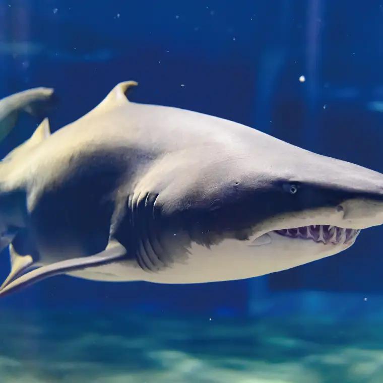 アクアワールド 茨城県 大洗 水族館 年間パスポート 大人2名 大洗 チケット _AQ009