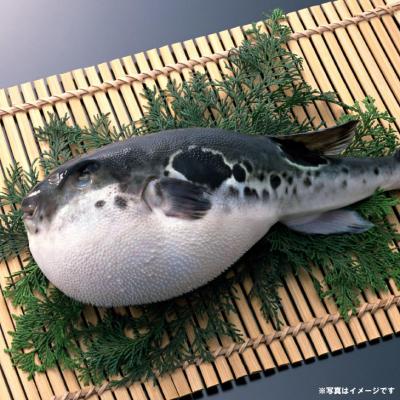 ふるさと納税 南あわじ市 【冷凍】淡路島3年とらふぐ(活てっちり・てっさ3人前) |  | 01