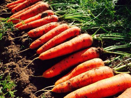 メディア出演多数！！ 【期間限定】 （ お試し ） 鈴盛農園の甘～いにんじん 『スウィートキャロットリリィ』 2kg 人参 甘い ご家庭用 ジュース サラダ スムージー ジューシー 安心 試用 自慢 H022-016