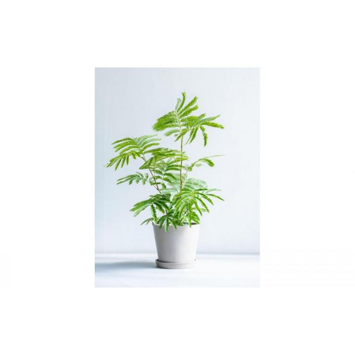 エバーフレッシュ Sサイズ 鉢付き観葉植物 トープ｜インテリア グリーン 癒し 室内装飾 ギフト｜人気 おすすめ 送料無料｜神奈川県 横浜市