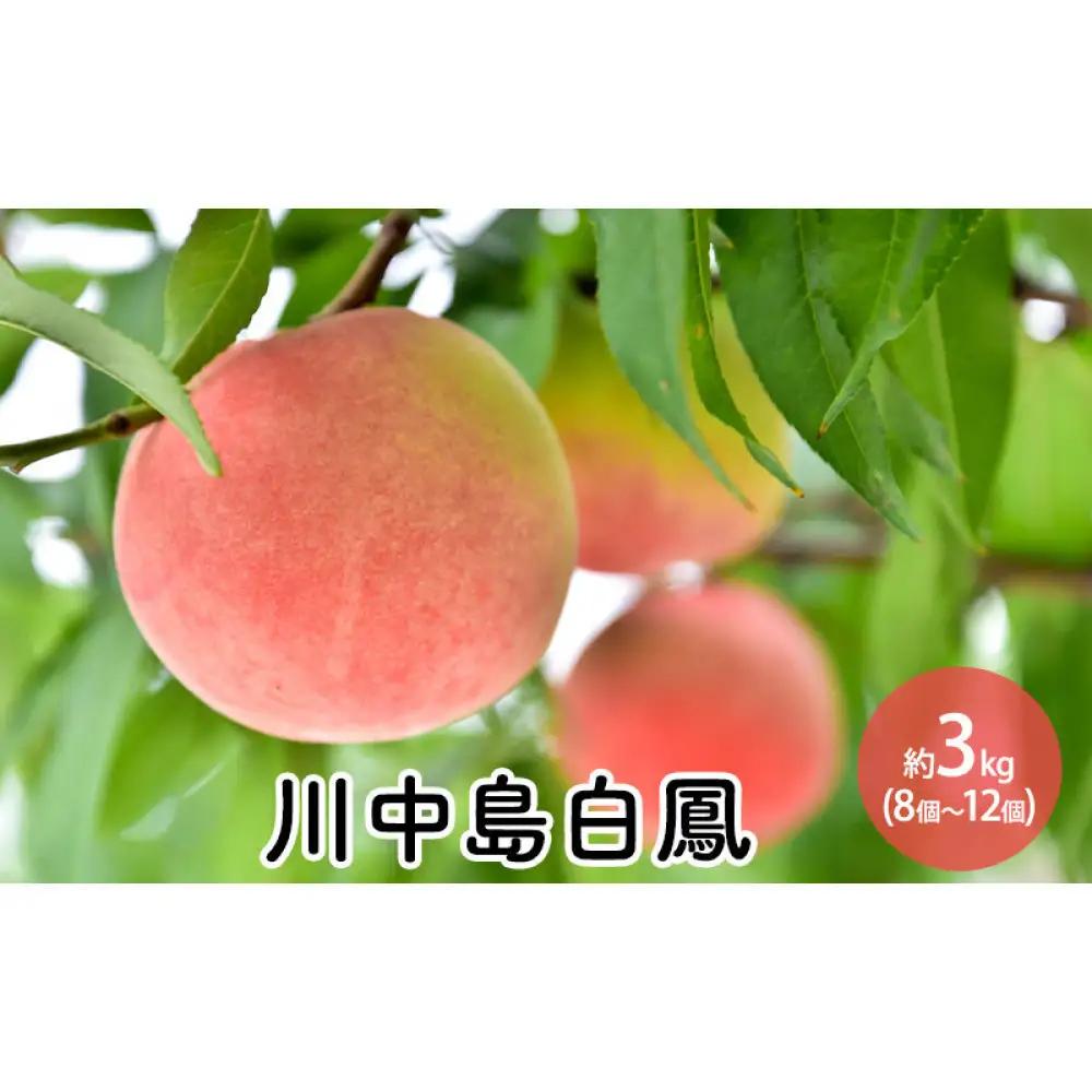 川中島白鳳約3kg（8個～12個） | 桃 フルーツ 旬 桃