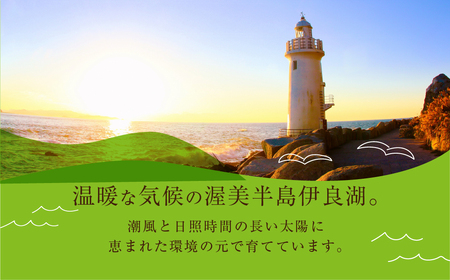 先行予約 数量限定 野菜ソムリエ推薦渥美半島伊良湖潮風育ちマスクメロン3玉(4～5キロ)カラーギフト箱入り　2024年６月下旬～８月上旬発送 田原市 伊良湖産 ギフト プレゼント お取り寄せ 渥美半島