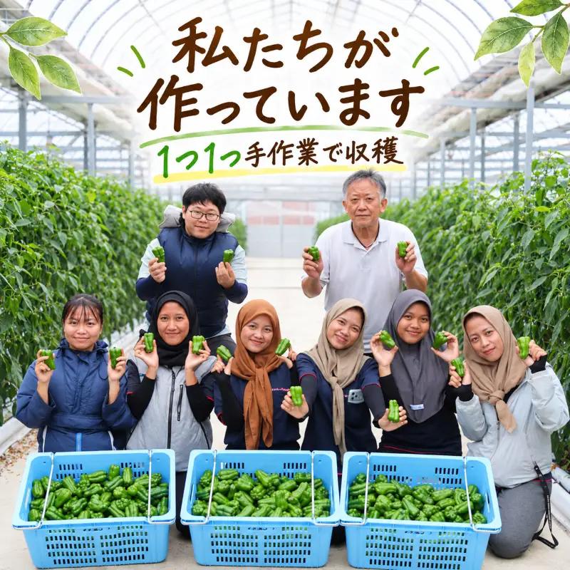 ピーマン 1.5kg 秀品 野菜 ぴーまん