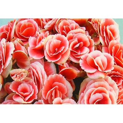 ふるさと納税 藤枝市 【 母の日に!】ベゴニア鉢植え　ボリアス5号 |  | 01