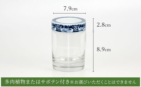 【美濃焼】SaiSui Blue（間取藍花）植物付き【大東亜窯業】インテリア 雑貨 観葉植物 多肉植物 サボテン グリーン 水で育てる 省スペース 手軽 簡単 初心者 写真映え かわいい おしゃれ [