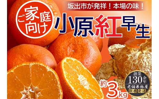 
                  ご家庭向け！小原紅早生みかん　約3kg【坂出発祥の真っ紅なお蜜柑】
                
