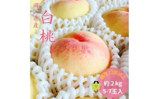 土-16　白桃 特秀 ロイヤル 大玉 約2kg 5-7玉 岡山県産 桃 もも 御中元 ギフト 御礼 プレゼント 御礼 御祝 御供 果物 くだもの フルーツ