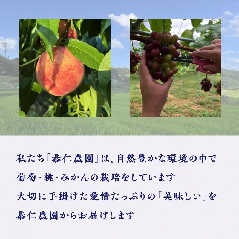 2026年 ナガノパープル 約1kg 京都木津川市産 フルーツ 106-03
