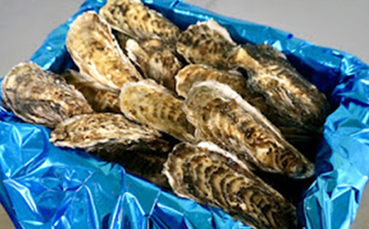 ＼先行予約／北海道 仙鳳趾名産 牡蠣 100g〜149g×30コ+かきナイフ付き かき漁師直送 K3-2＜出荷時期：2024年7月1日ごろ〜順次出荷＞＜センポウシ : 釧路町の東 厚岸湾の西 カキの名