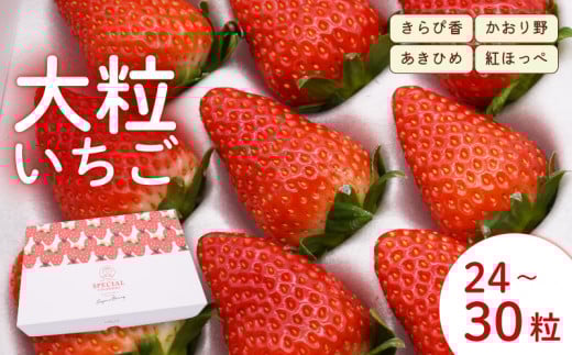 【先行予約：2026年2月発送】  いちご 大粒 24～30粒 苺 旬 産地 直送 フレッシュ イチゴ 紅ほっぺ 章姫 あきひめ きらぴ香 かおりの フルーツ 果物 国産 ジャパン ベリー 静岡県 藤枝市