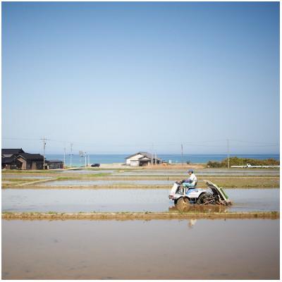 ふるさと納税 七尾市 【3ヵ月毎定期便】能登島のふるさと米　コシヒカリ10kg　精米全4回 |  | 03
